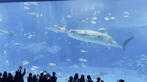 TRISTAN2025 @ Okinawa